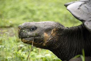 riesenschildkröte